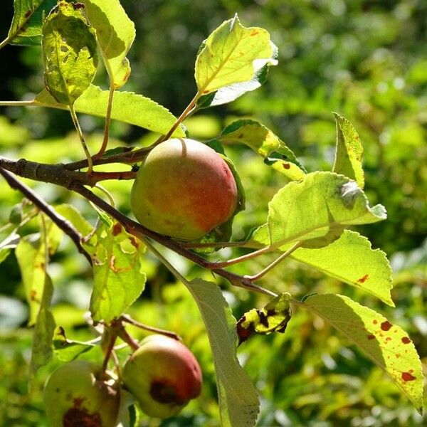 Malus sylvestris Fruto