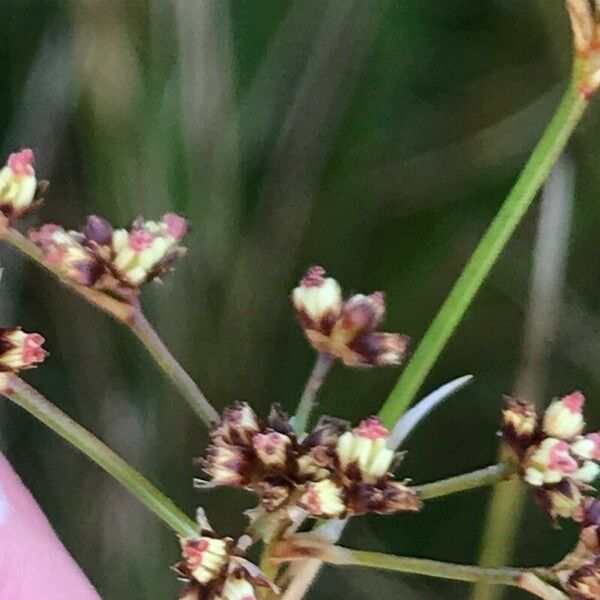 Juncus acutiflorus Flower