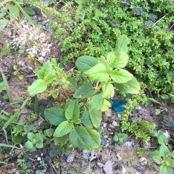 Ipomoea cairica Fulla