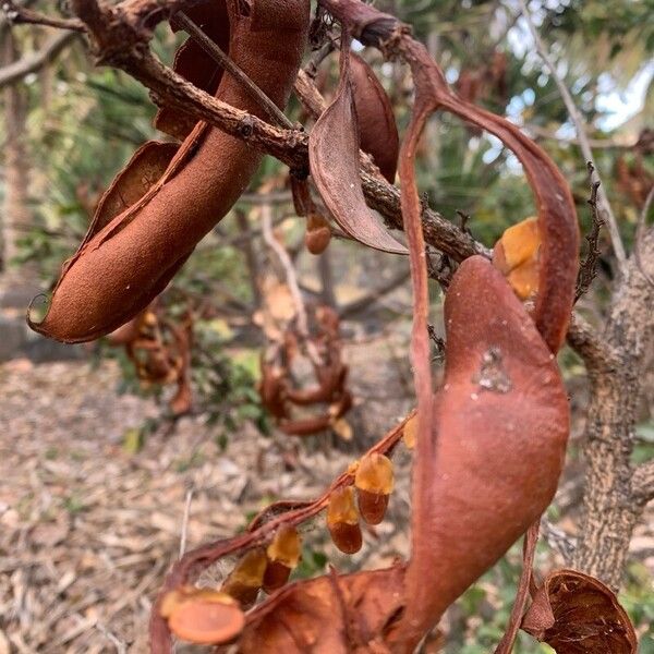 Schotia brachypetala Fruit