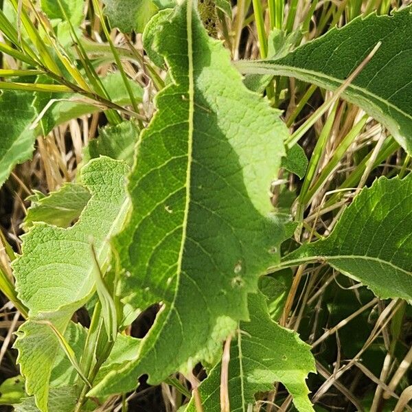 Baccharoides lasiopus Leaf