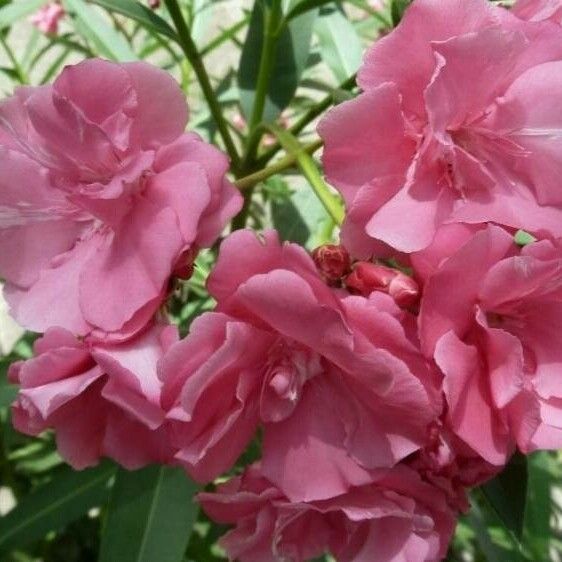 Nerium oleander ᱵᱟᱦᱟ