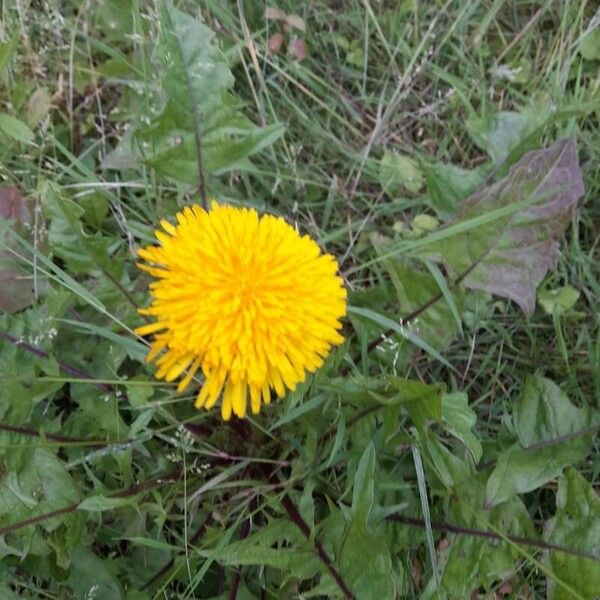 Taraxacum sect. Taraxacum Leaf