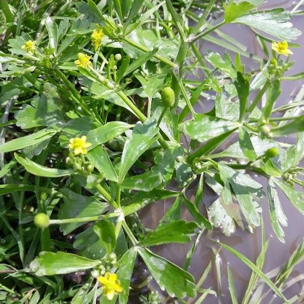 Ranunculus sceleratus Flor