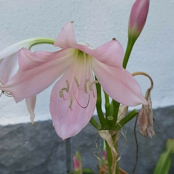 Crinum moorei Blomma