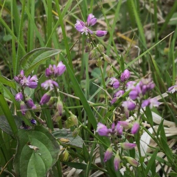 Polygala comosa Flower