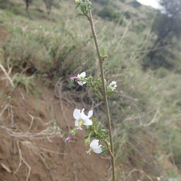 Hibiscus micranthus Blomma