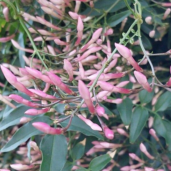 Jasminum polyanthum 花