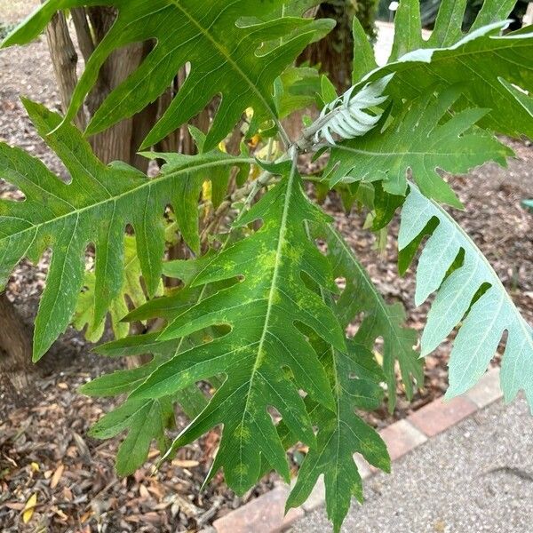 Bocconia frutescens Blatt