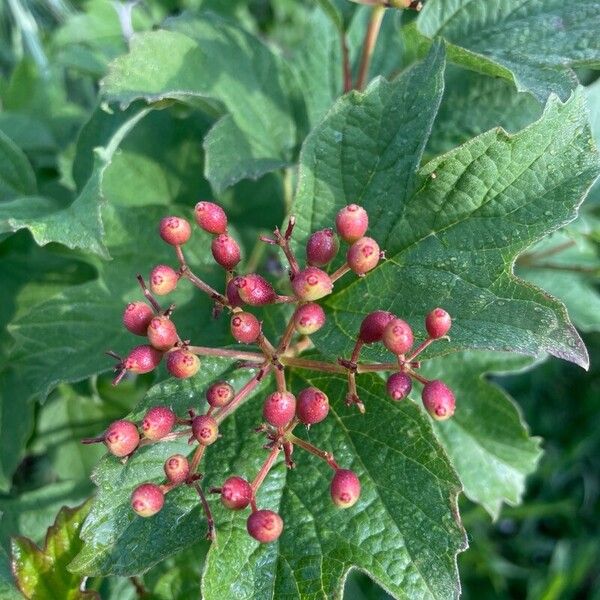 Viburnum trilobum Gyümölcs