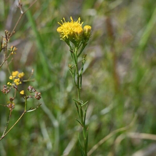 Galatella linosyris Flower