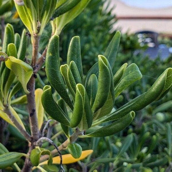 Pittosporum heterophyllum Blatt