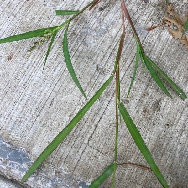 Echinochloa colonum Blad