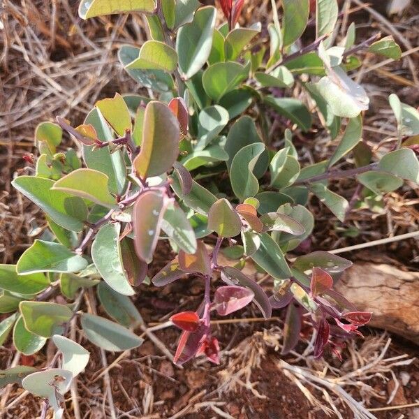 Ximenia americana Leaf