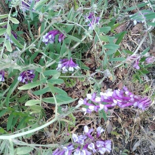 Vicia orobus Λουλούδι