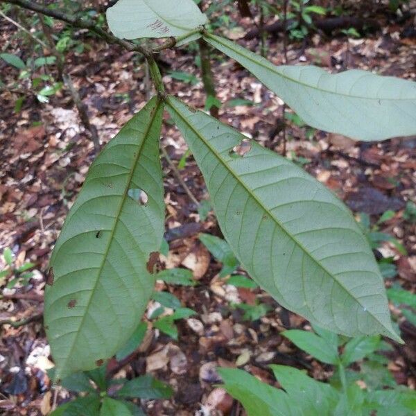 Inga acreana Hoja