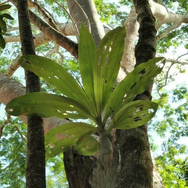 Catasetum integerrimum ഇല