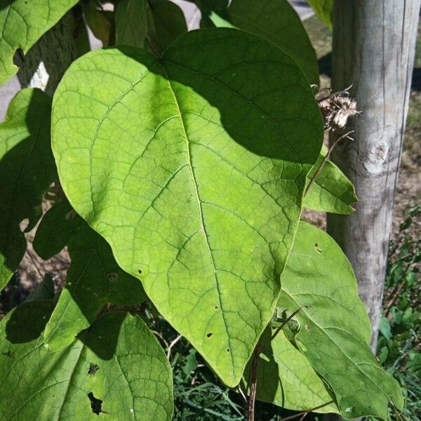 Catalpa speciosa Φύλλο