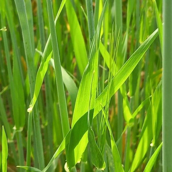 Hordeum vulgare Ліст