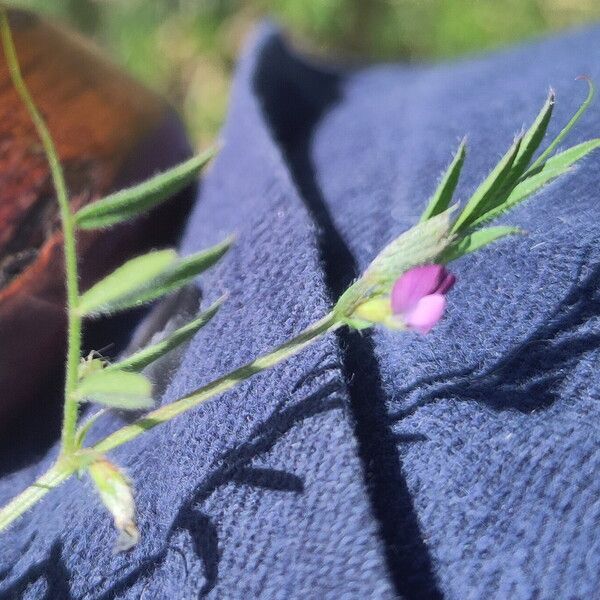 Vicia lathyroides 花