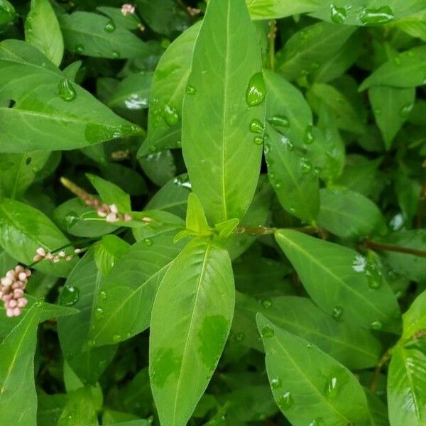 Polygonum persicaria 葉