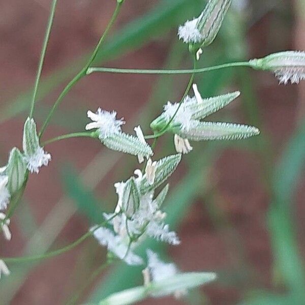 Oryza neocaledonica Квітка