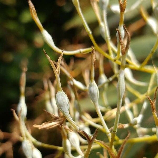Bocconia frutescens Квітка