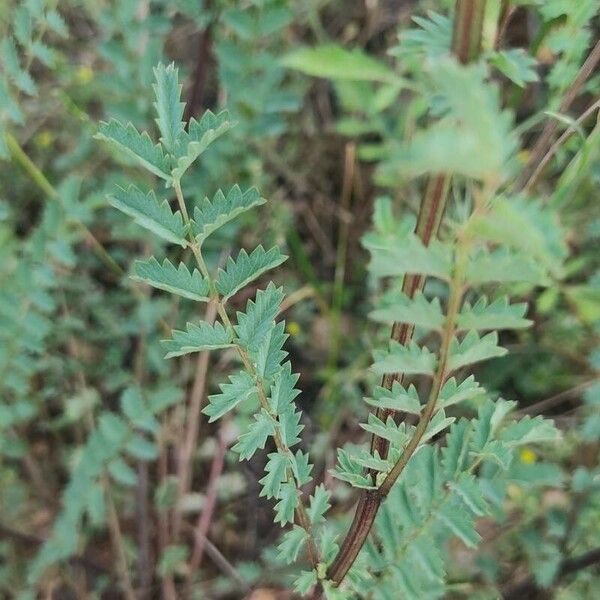 Poterium verrucosum Leaf