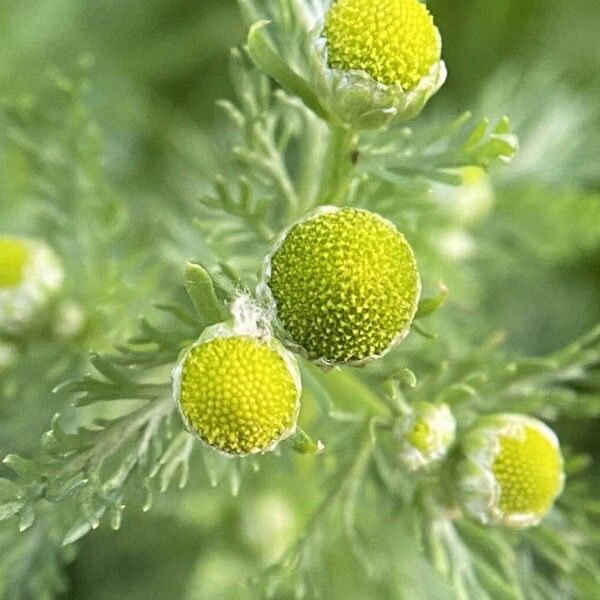 Matricaria discoidea Blomma