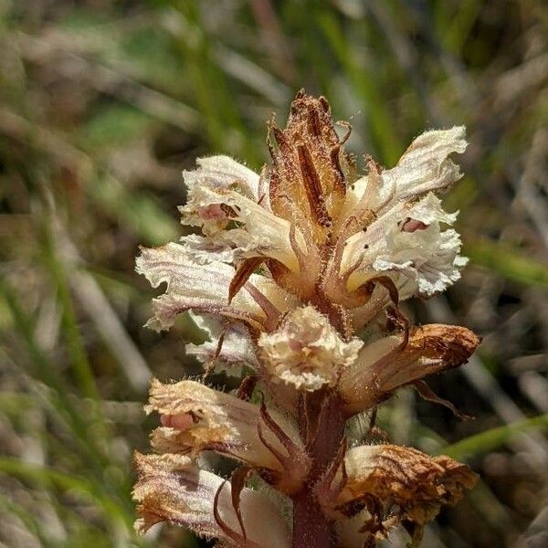 Orobanche picridis Flower