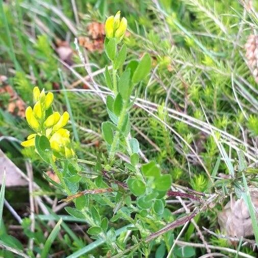 Genista germanica Folha