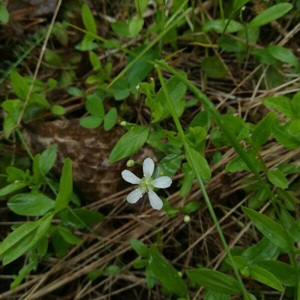 Moehringia lateriflora Žiedas