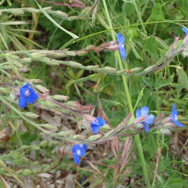 Anchusa azurea Egyéb