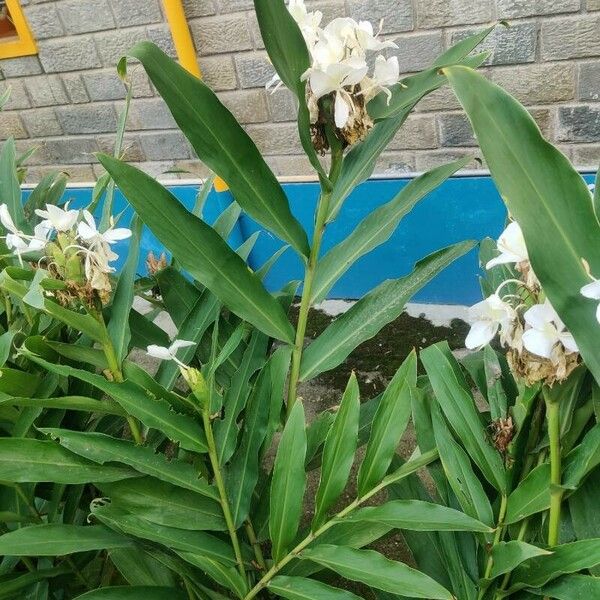 Hedychium coronarium Leaf