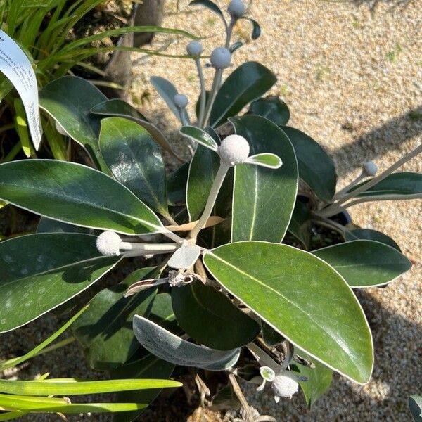 Pachystegia insignis Floare