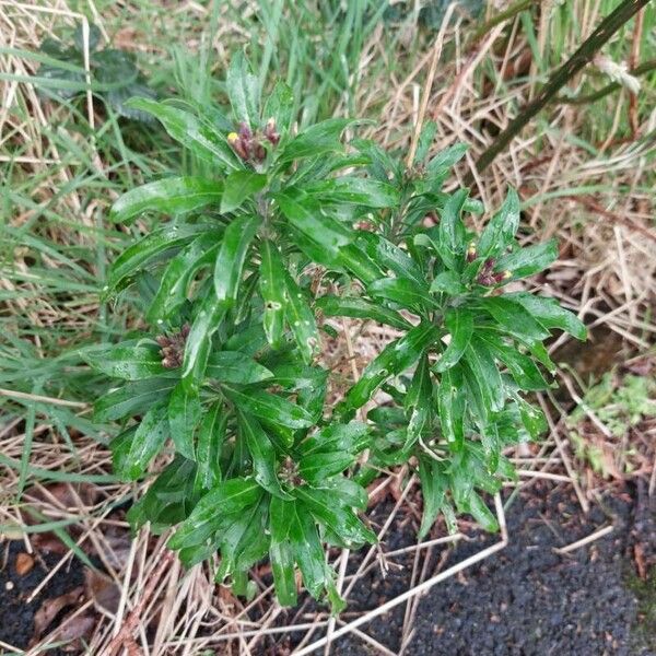 Erysimum cheiranthoides Leaf