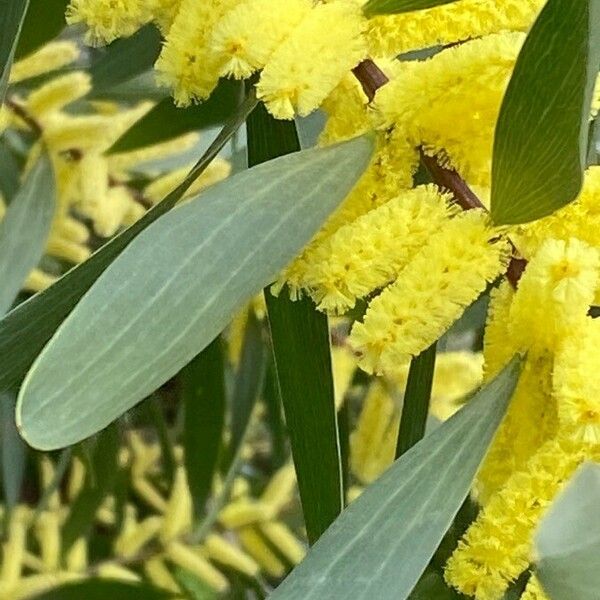 Acacia longifolia Λουλούδι