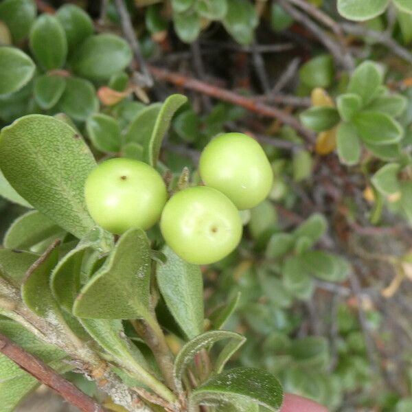 Arctostaphylos uva-ursi Fruit