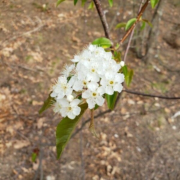 Prunus pensylvanica Blodyn