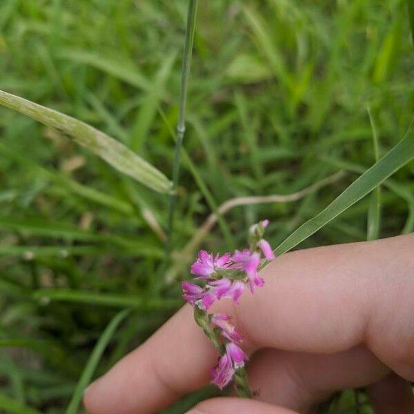 Spiranthes sinensis ᱵᱟᱦᱟ