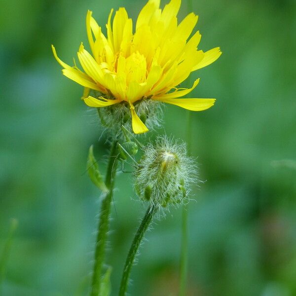 Crepis pyrenaica പുഷ്പം