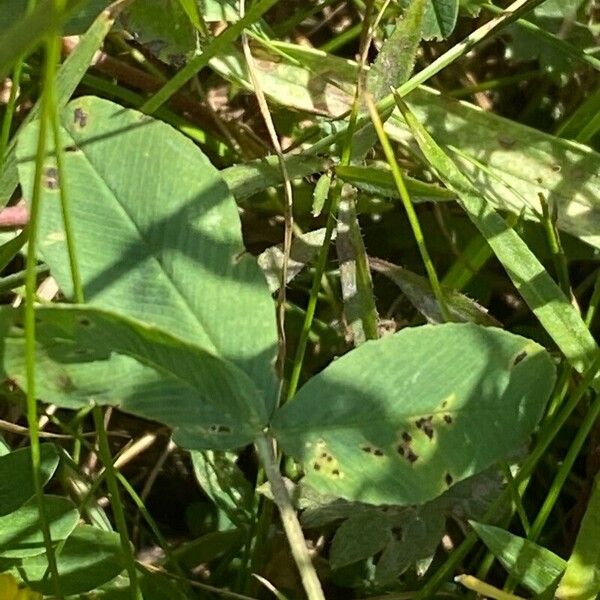 Trifolium badium Folla