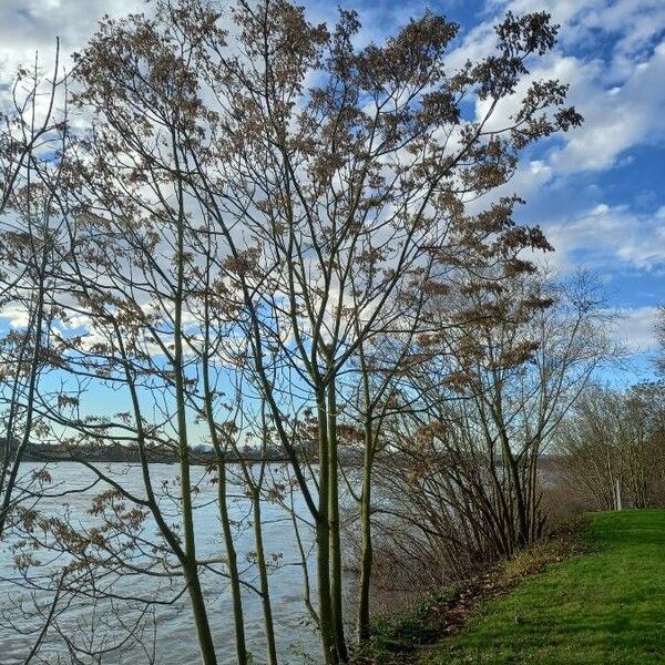 Ailanthus altissima Elinympäristö