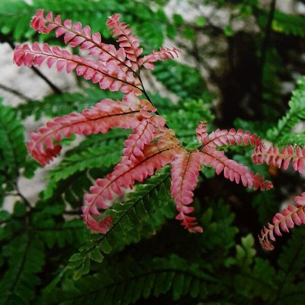 Adiantum hispidulum Leaf