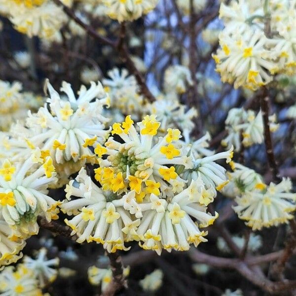 Edgeworthia chrysantha Blomst