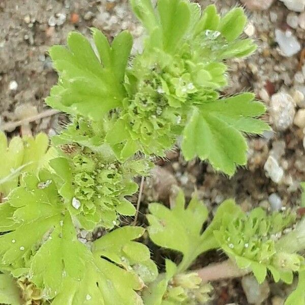 Alchemilla arvensis 花