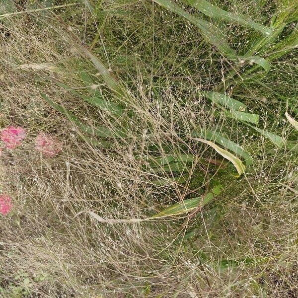 Panicum capillare Flor