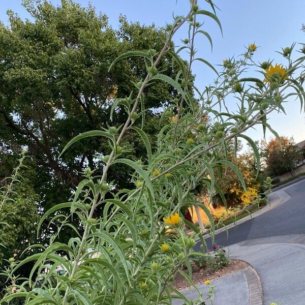 Helianthus maximiliani Хабит