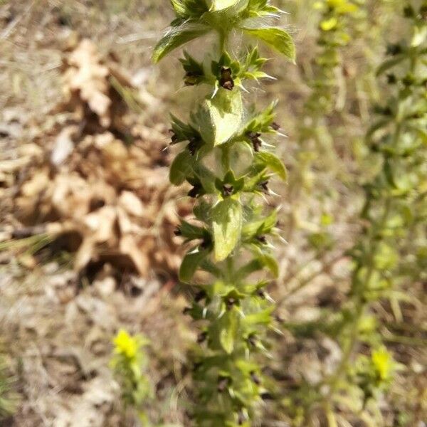 Sideritis montana ᱵᱟᱦᱟ