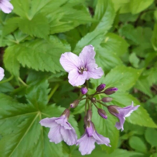 Cardamine pentaphyllos Floare